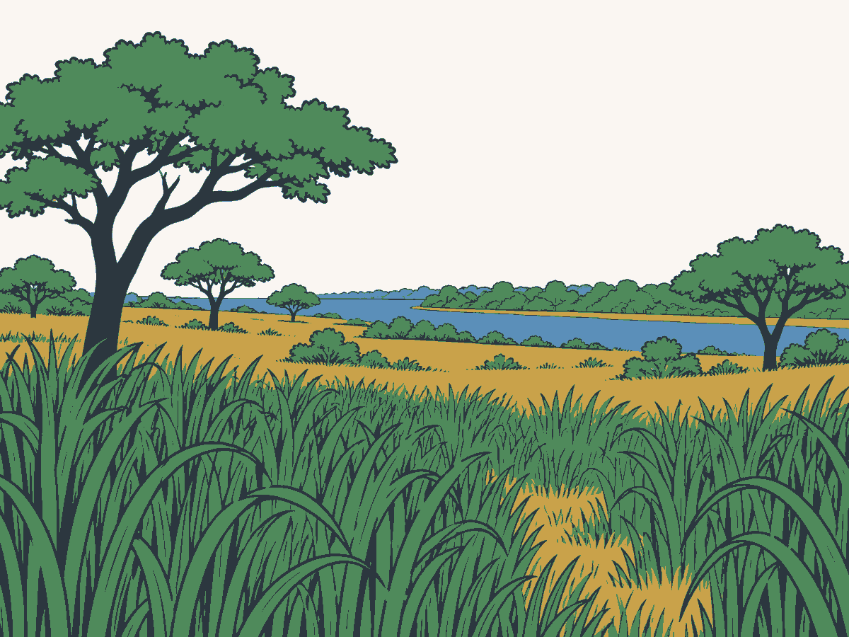Parkartige Landschaft mit mannshohem Elefantengras, verstreuten breiten Bäumen und einer Baumreihe entlang eines fernen Flusses.